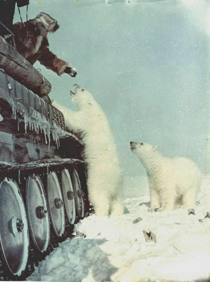 Soviet soldiers feeding a polar bear from their tank, 1950. [717×960]