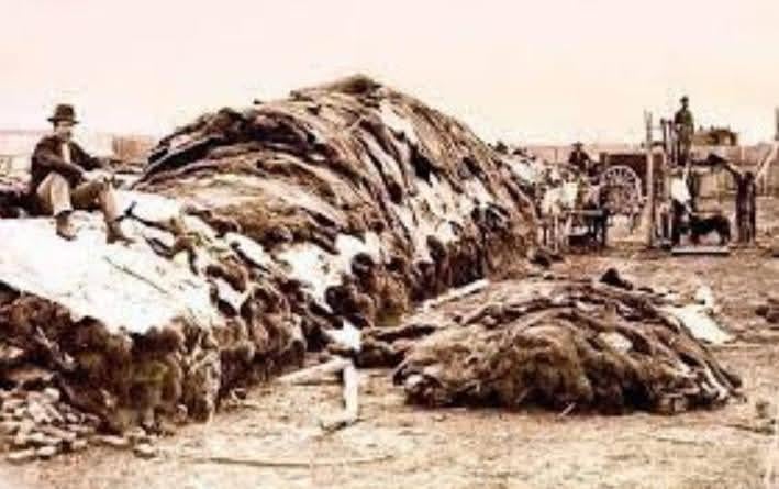 Buffalo hides in Dodge City, 1874. The U.S. Army, along with military-backed hunters, rapidly and deliberately decimated the buffalo population as a scorched-earth tactic against Native Americans, from 30-60 million animals to just 300 by 1884. [709×445]