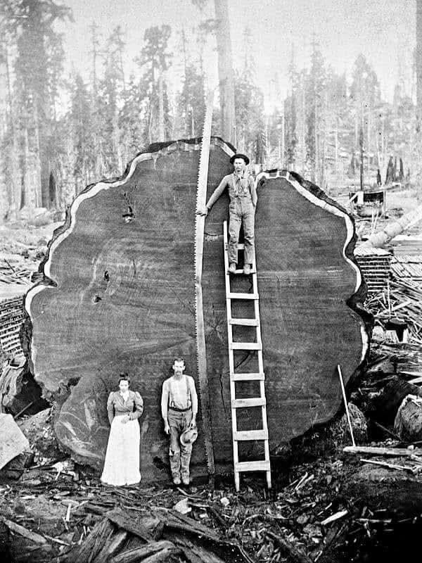 1892, A family poses in front of 1341 year old Sequoia tree nicknamed ‘Mark Twain’ that was felled in 1892 after a team of two men spent 13 days sawing it. The giant tree was 331 feet tall (100 meters) and had a diameter of 16 feet (4.9 meters). [600 × 800]