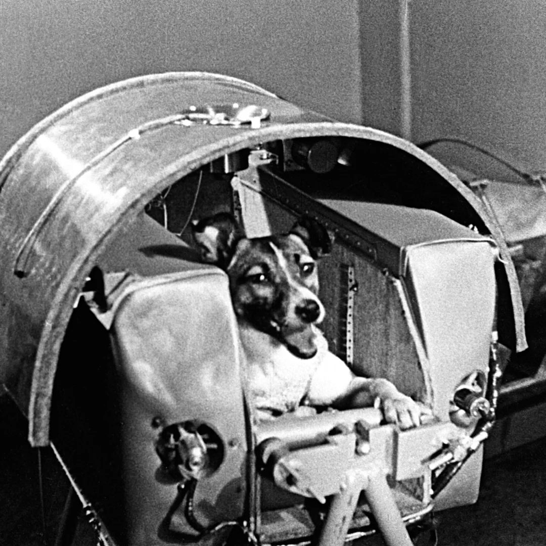 Laika, the first dog in space, 1957. [1080×1080]