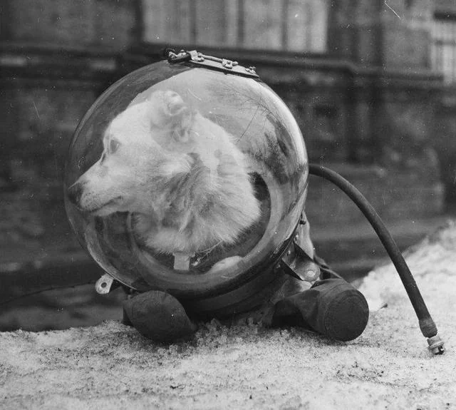 Belka – one of two dogs that returned to Earth after a flight into space, USSR, August 1960. [640×575]