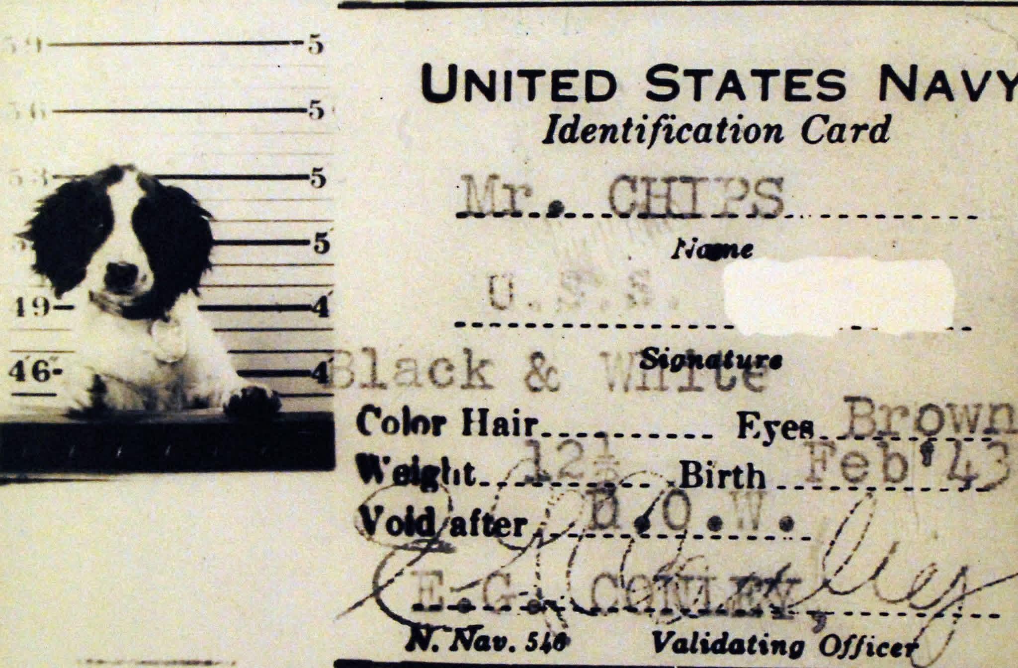 Mascot “Mr. Chips,” was picked up by a crew member of the USS Harris, a Navy transport, and became the ship’s mascot. He participated in the attack on Attu, and also has a health record, identification card and a dog tag, 1943. [2048×1344]