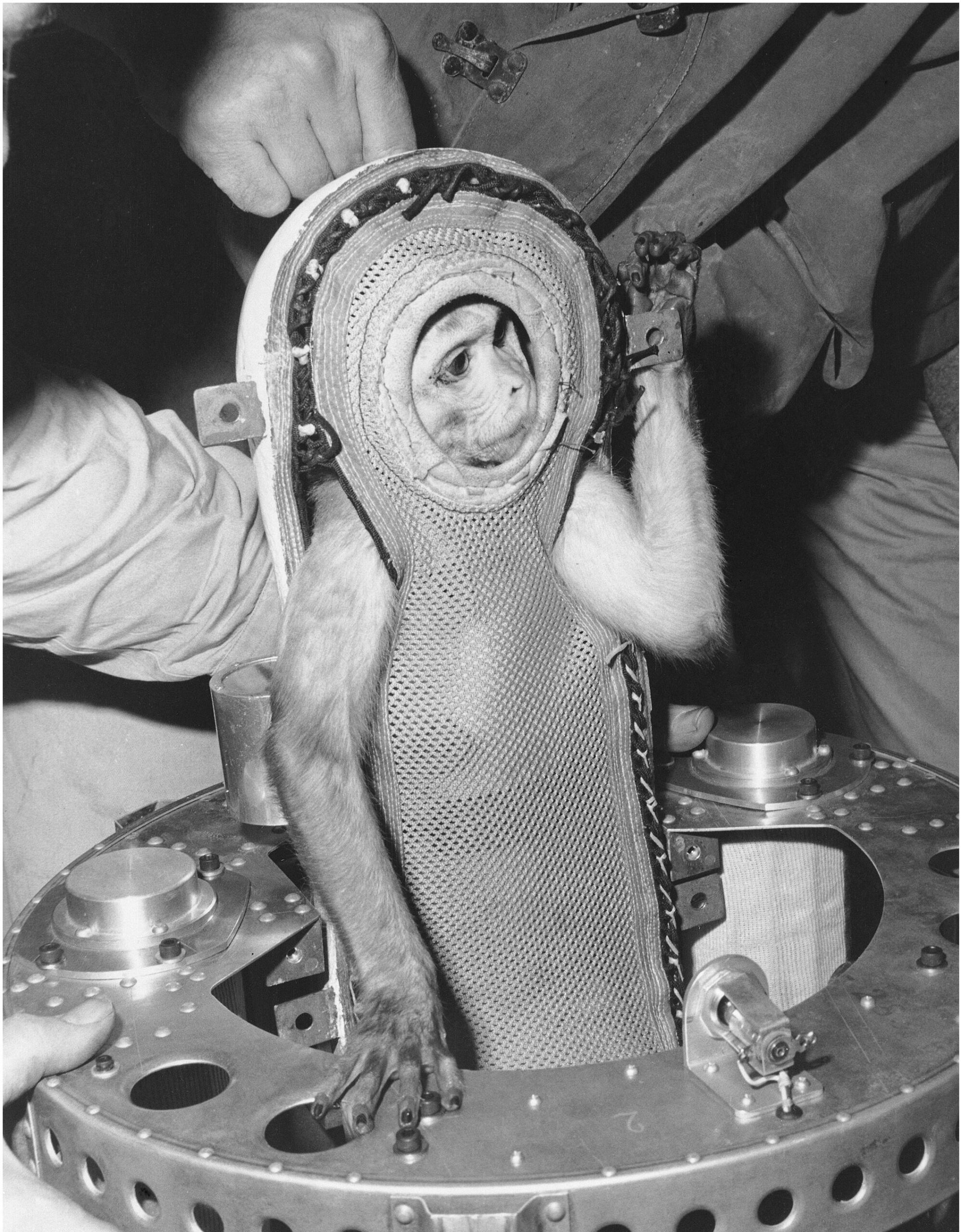 Sam, a cheeky 7lb rhesus monkey, prepares for his flight into space. Sam rode a Project Mercury type capsule and travelled 55 miles high and 200 miles out into the Atlantic. (4 December 1959) [2110×2706]