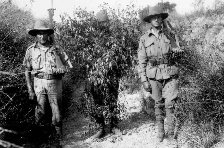 Australian soldiers pose with a captured Turkish sniper disguised as a cannabis bush. Gallipoli Peninsula, Turkey, 1916. [910×604]