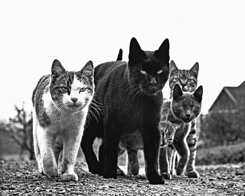 Original caption: “The Mob”; Photo: Walter Chandoha (1920 – 2019); USA – New Jersey, 1963 [1000×800]