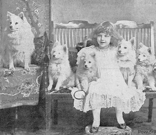 A young girl posing with her Pomeranians c 1905 [454×524]