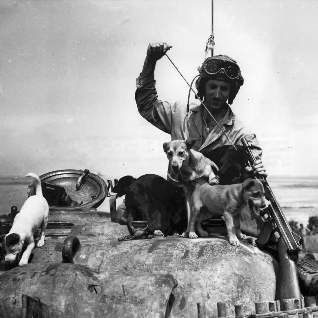 US Marine Private Bruce Rutherford cleaning his Thompson submachine gun while playing with puppies Nanci, Shoto, Sake, Zero, Banzai, and Okinawa on Okinawa, June 1, 1945 [1080×1080]