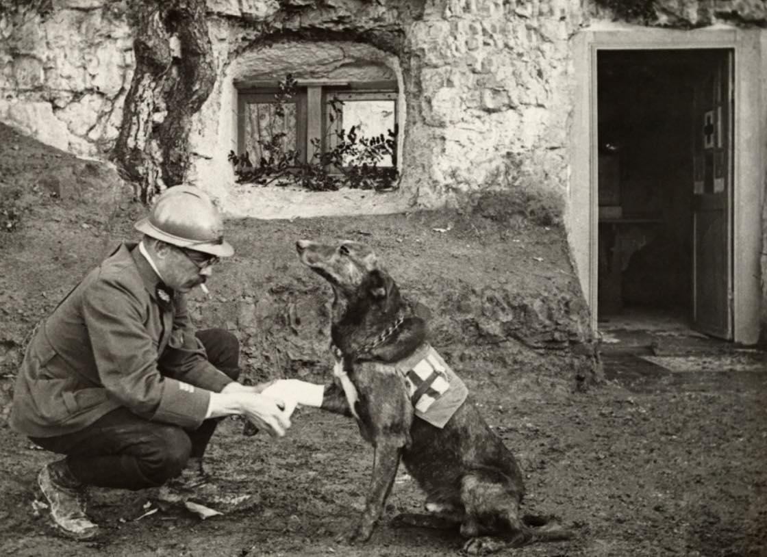 A WWI Allied soldier bandages the paw of a Red Cross working dog in Flanders, Belgium, 1917[1120 × 814]