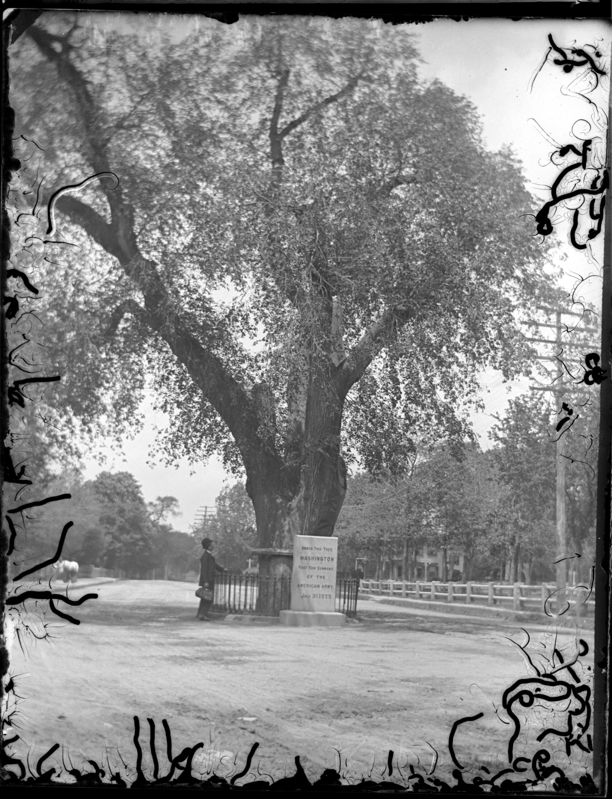 Glass plate photo of the Washington Elm tree in Cambridge, Massachusetts from 1892 taken by E.A. Richardson [2368 x 3089]