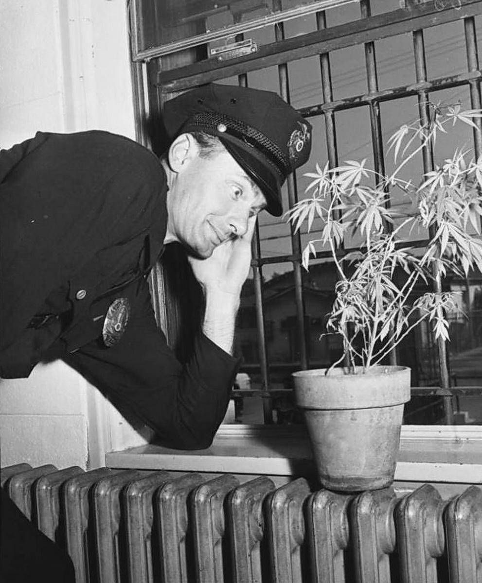 Police Officer F.G Plamonden gapes at blooming plant of Marijuana at Van Nuys jail. It was sent to Valley Div. to be in a lecture on narcotics. Photo: the Los Angeles Examiner. USA – California, Los Angeles, 6 September 1951 [991×1200]