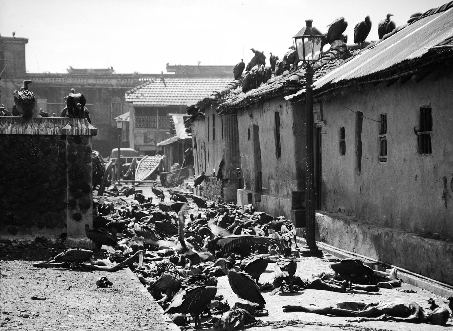 After the Riots, Only Vultures Remained – Bengal, India (1946) [1500×1097]
