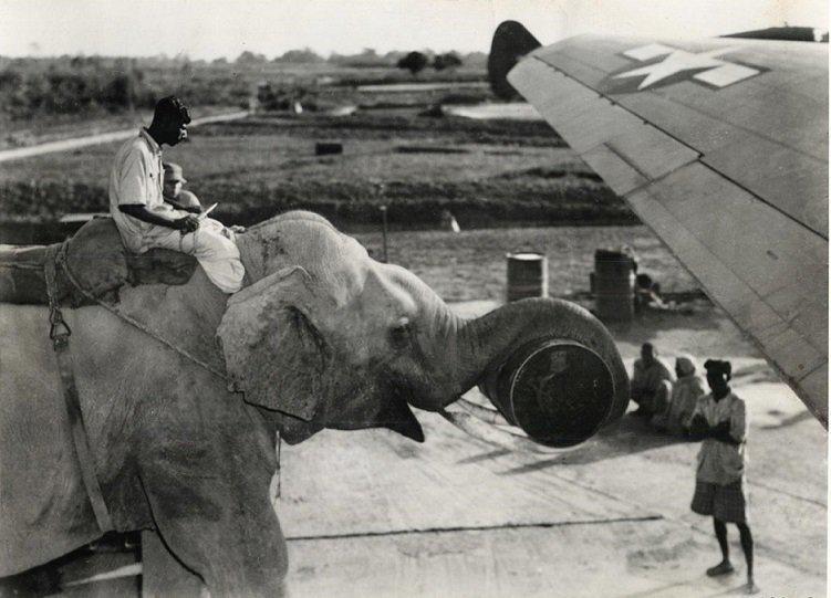 Elephant loading supplies onto a C-46 Commando transport aircraft in India during World War II  (1944)  [751 × 541]