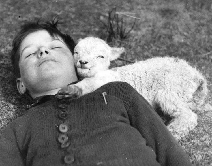A newly born lamb snuggles up to a sleeping boy, 1940 [1200×900]