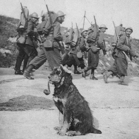 French soldiers passing by a dog wearing googles and smoking a pipe, 1915. [480×480]