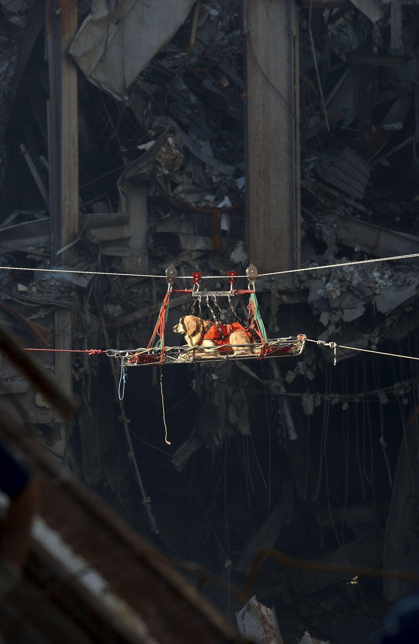 A rescue dog named Riley is transported out of the debris of the World Trade Center September 15, 2001[1335×2048]