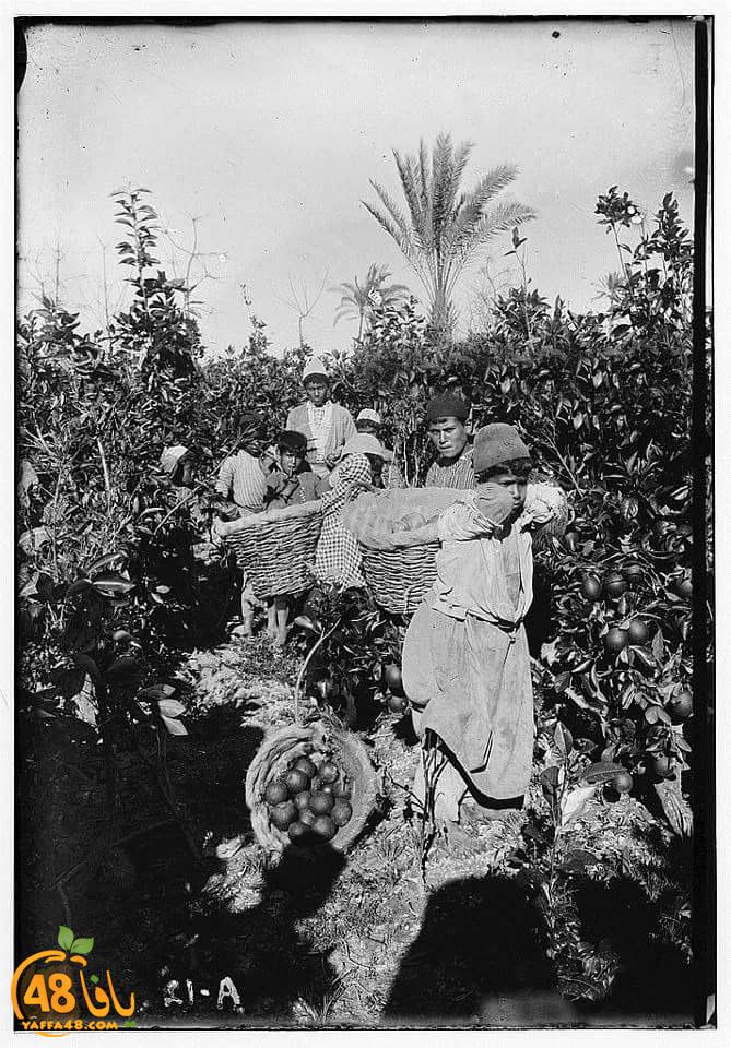 Palestinian boys carrying oranges out of an orange grove, Jaffa, 1900 (681×1024)