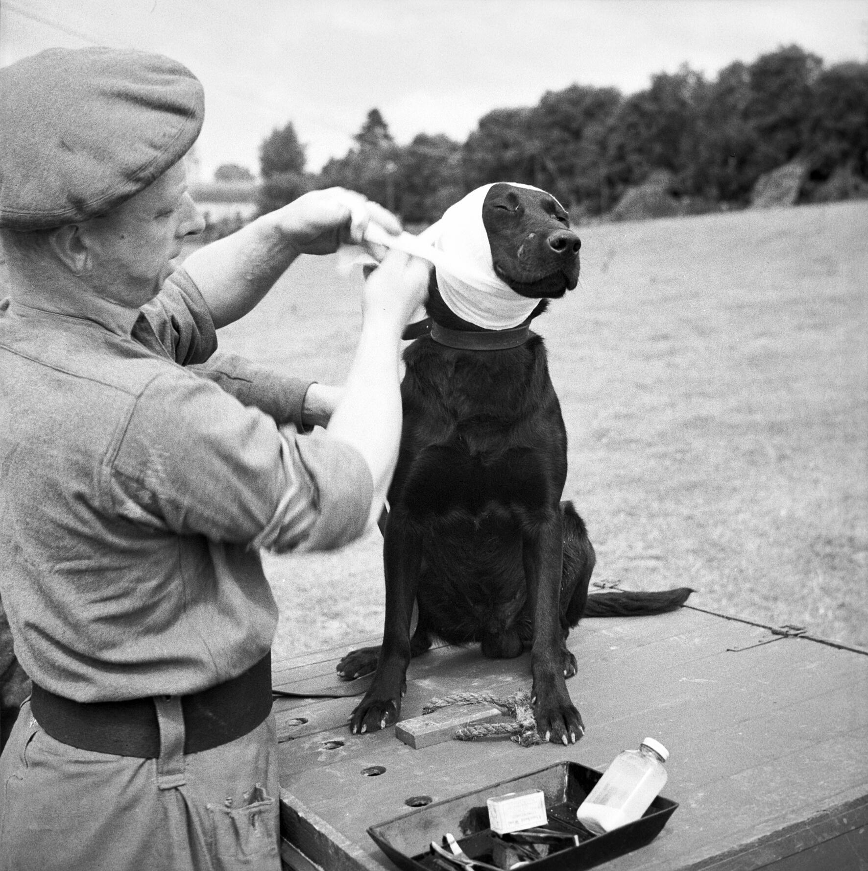 A sergeant of the Royal Army Veterinary Corps bandages the wounded ear of ‘Jasper’, a mine-detecting dog in Bayeux, Normandy, France. 5 July 1944 [1772 × 1777]
