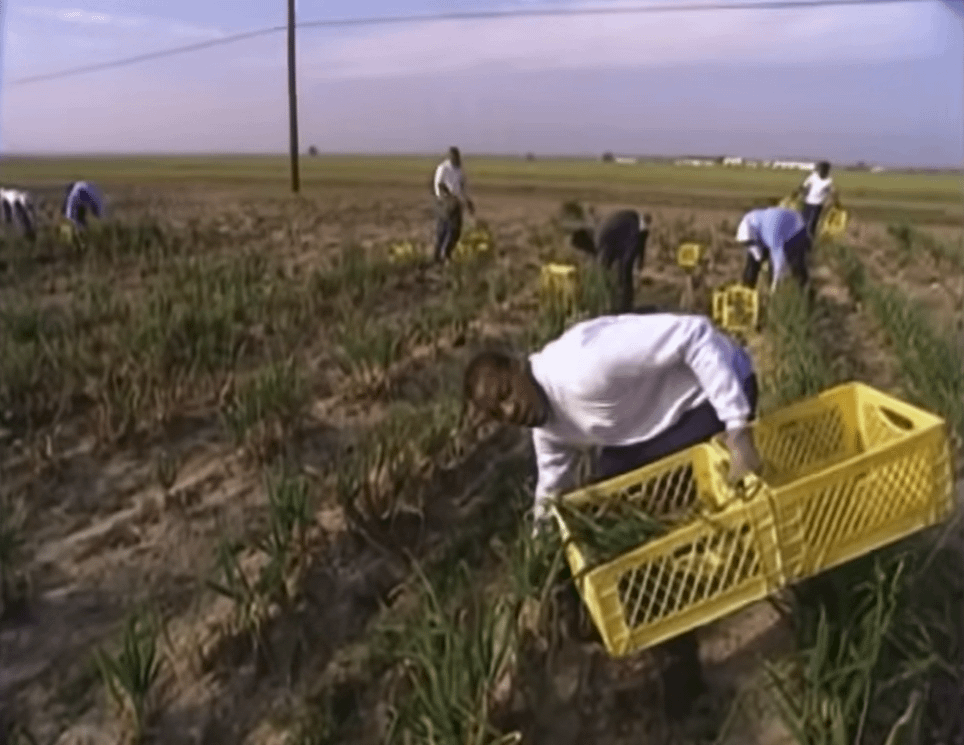 Convicted murderer George Crawford (in the front) and other inmates pick crops at Angola Prison Farm (Louisiana, 1997) [964 x 745].