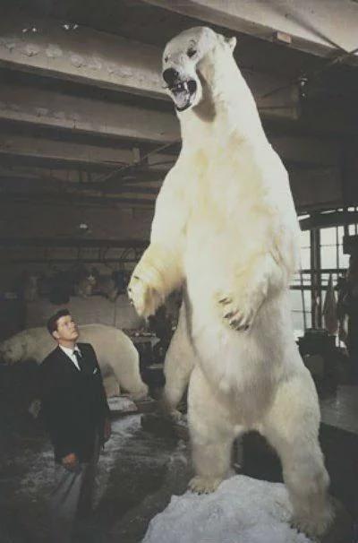 largest ever recorded polar bear, shot in Alaska in 1960 that weighed over 2,200 pounds and stood nearly 12 feet tall, It was later displayed at the 1962 Seattle World’s Fair[400 × 606]