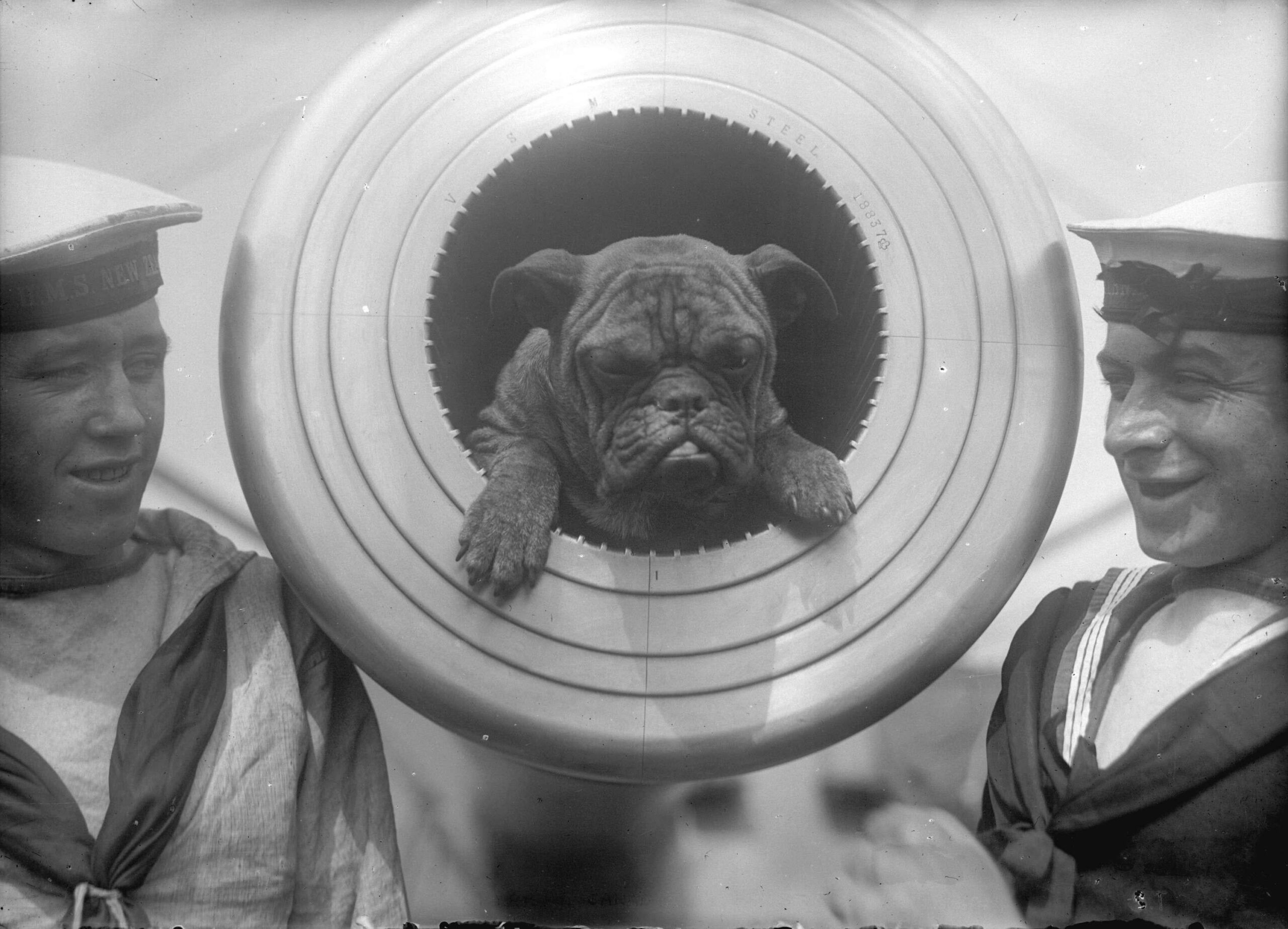 Pelorus Jack, mascot of the British battlecruiser “New Zealand” (1913) [3000×2163]