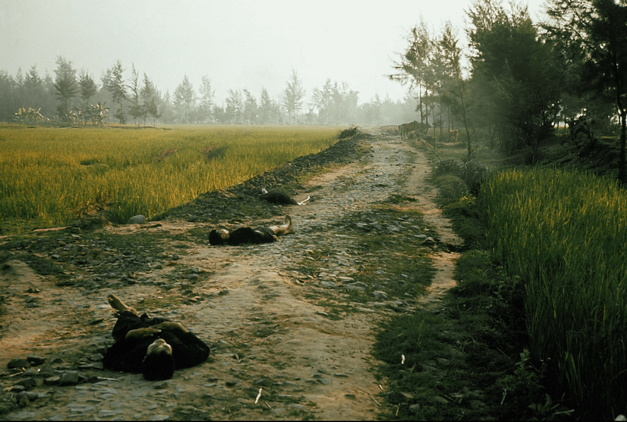 My Lai Massacre victims lie on the road between My Lai and My Khe, where American forces systematically murdered 500 Vietnamese civilians. March 16, 1968. Quang Ngai, Vietnam. [2076×1398]