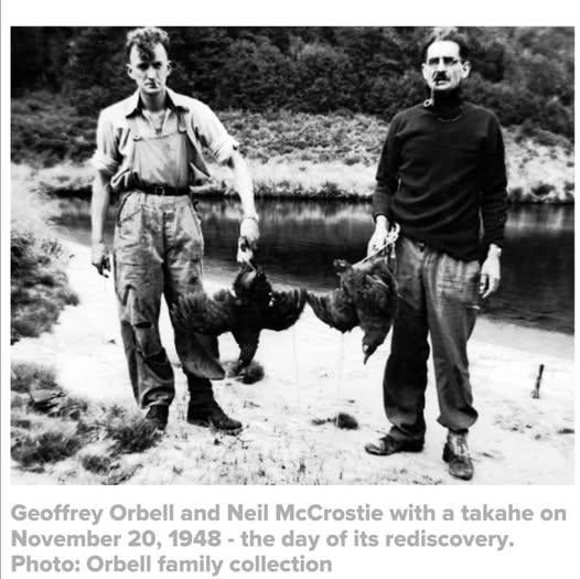 Dr. Geoffrey Orbell (right) and Rex Watson in 1948, holding the first wild Takahē birds rediscovered by science after being declared officially extinct for 50 years. [1024×576]