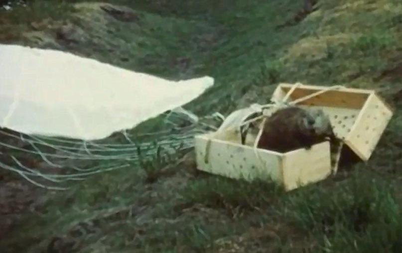 In August 1948, 76 beavers were dropped from planes into Idaho as part of “operation high dive”.[807×508]